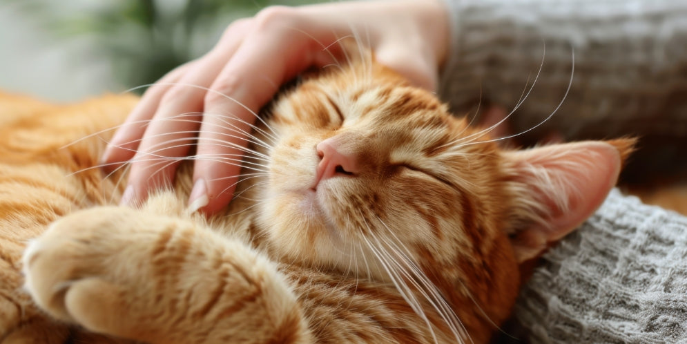 Vermi nel gatto: sintomi e rimedi efficaci