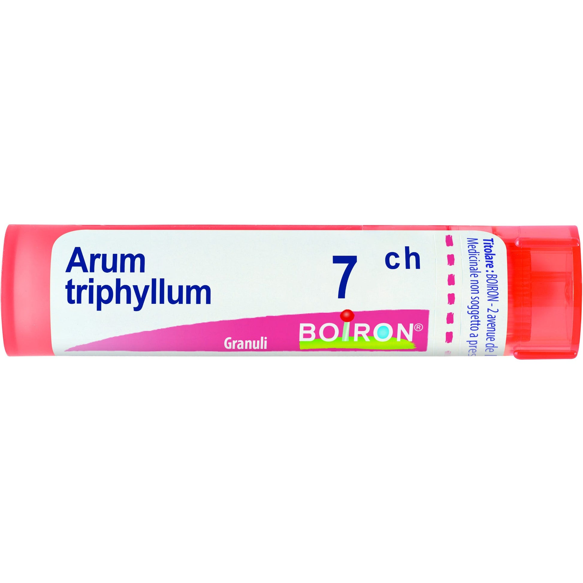 Arum triphyl boi 7ch 80gr 4g