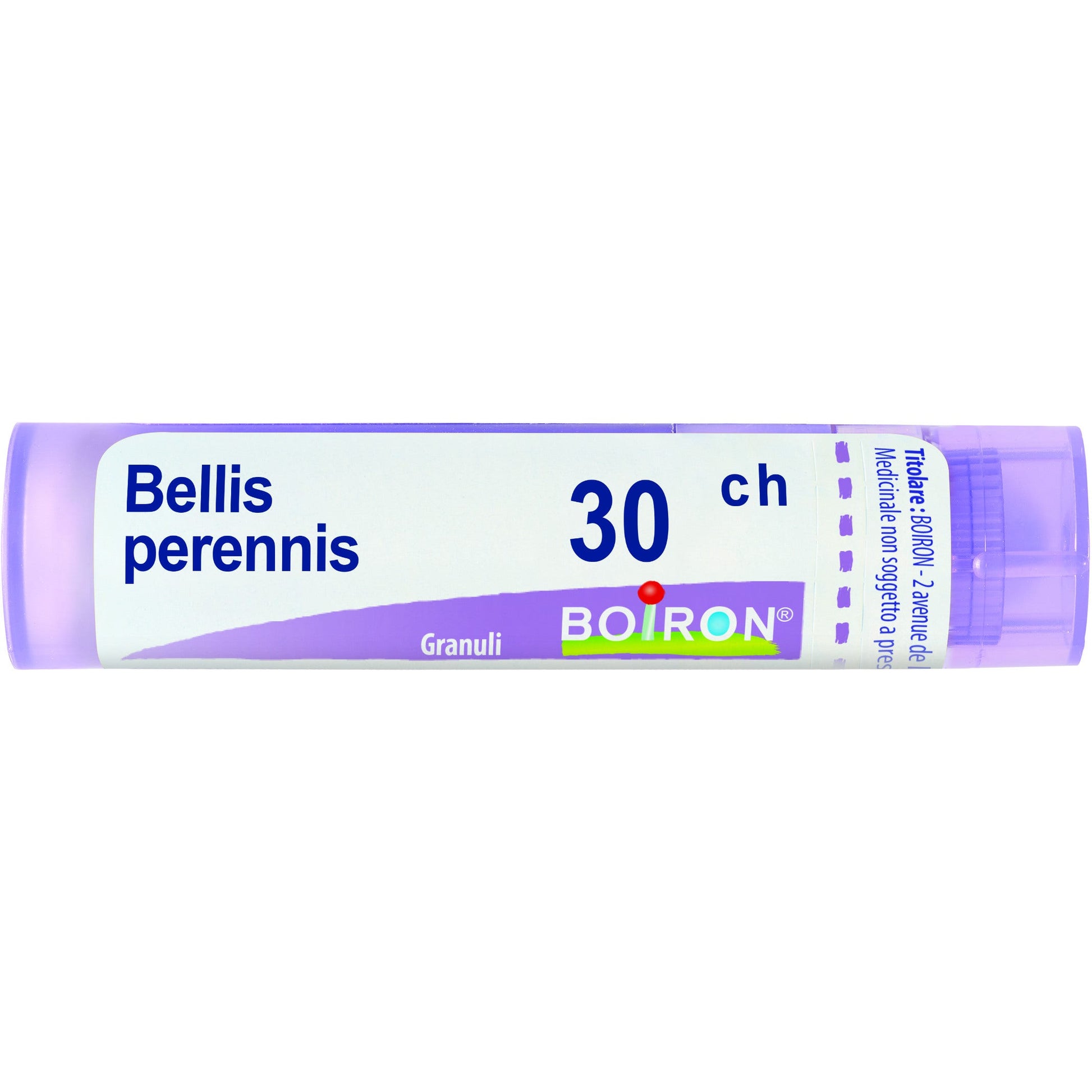 Bellis peren boi 30ch 80gr 4g