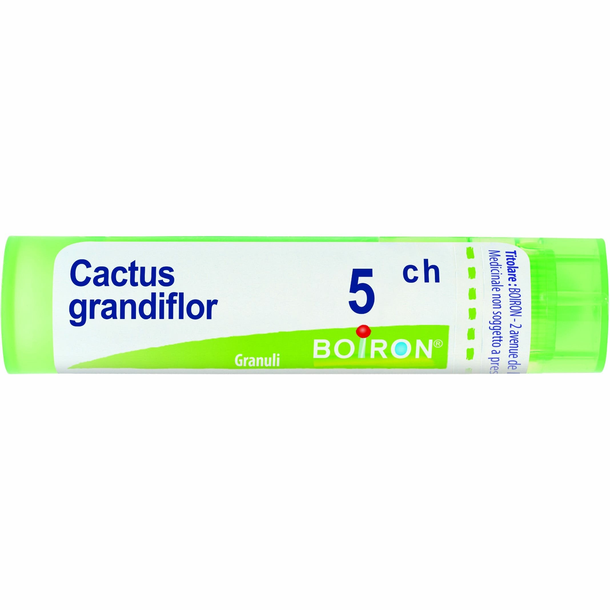 CACTUS GRANDIFLORUS*5CH 80GR4G