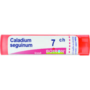 Caladium seg boi 7ch 80gr 4g