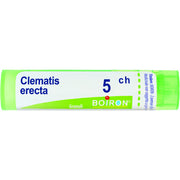 Clematis erec boi 5ch 80gr 4g