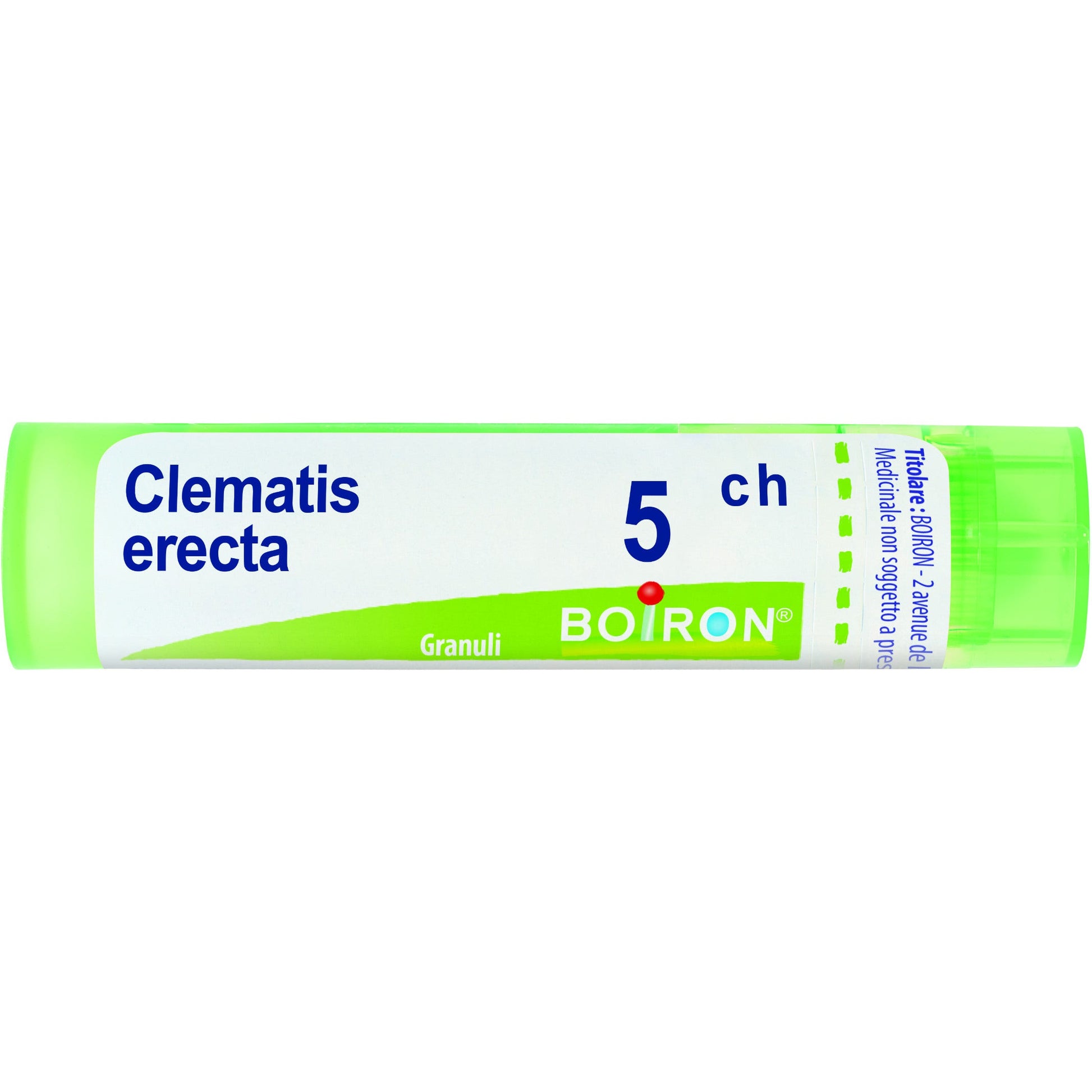 Clematis erec boi 5ch 80gr 4g