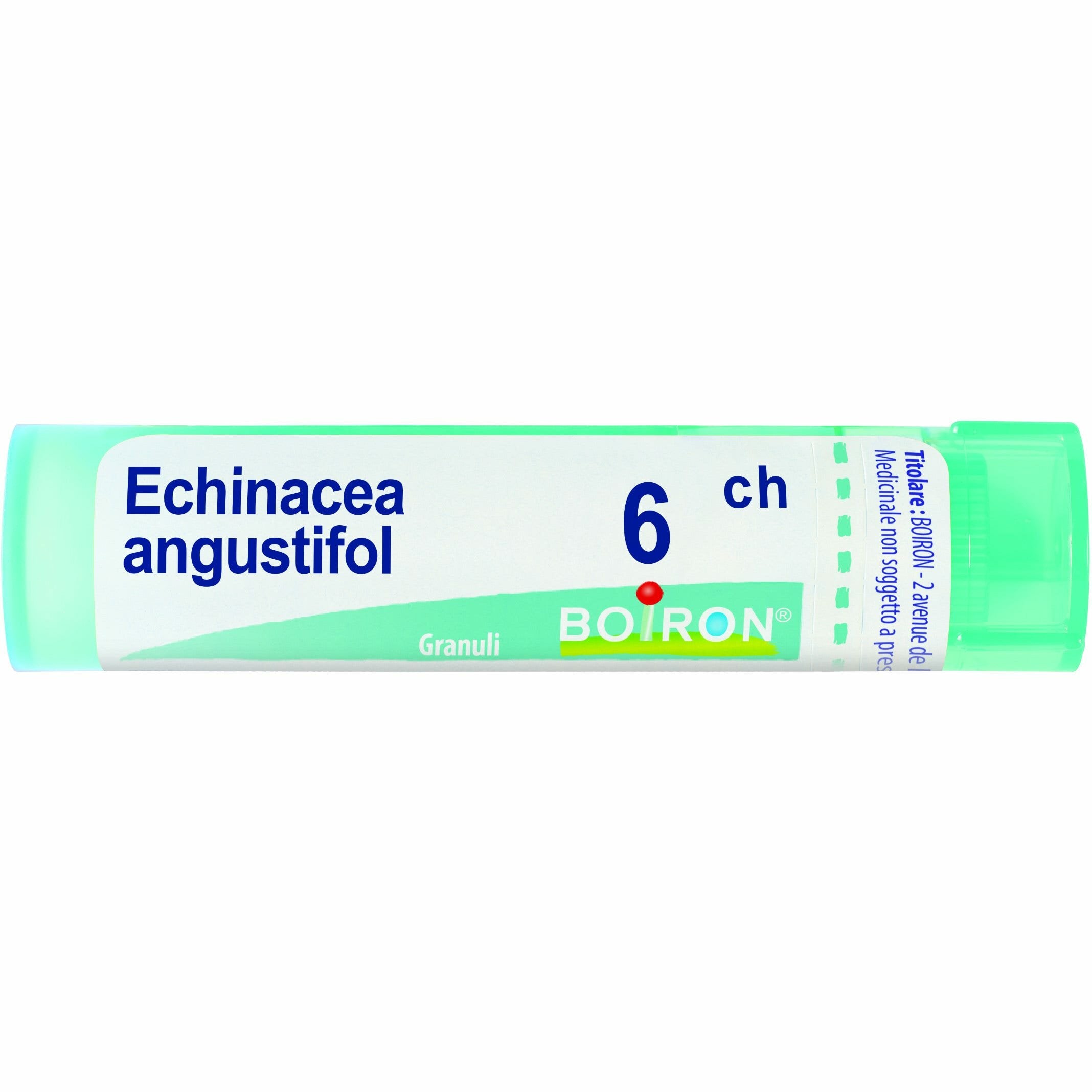 Echinacea angust 6ch gr