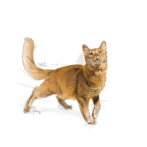 Feline Health Nutrition FIT-32 Mantenimento del Peso 400g