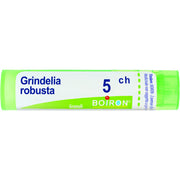 Grindelia 5ch gr