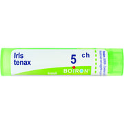 Iris tenax 5ch gr