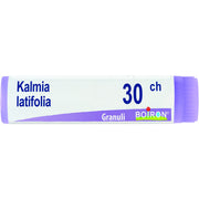 Kalmia latif boi 30ch gl 1g