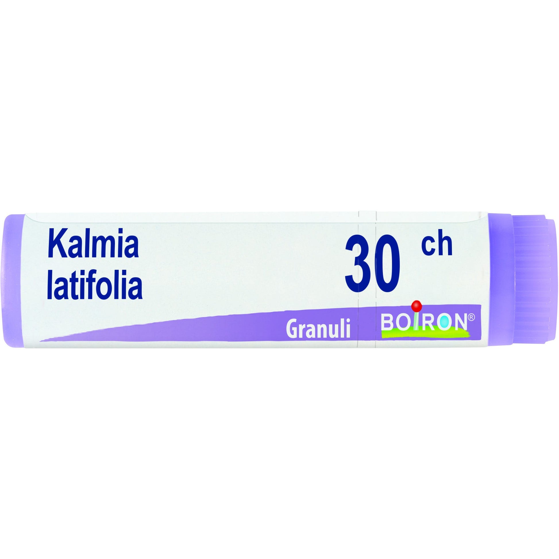 Kalmia latif boi 30ch gl 1g