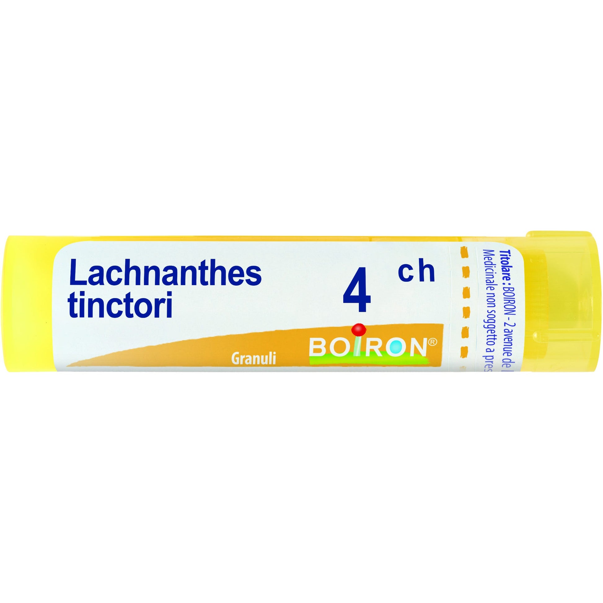 Lachnanthes t boi 4ch 80gr