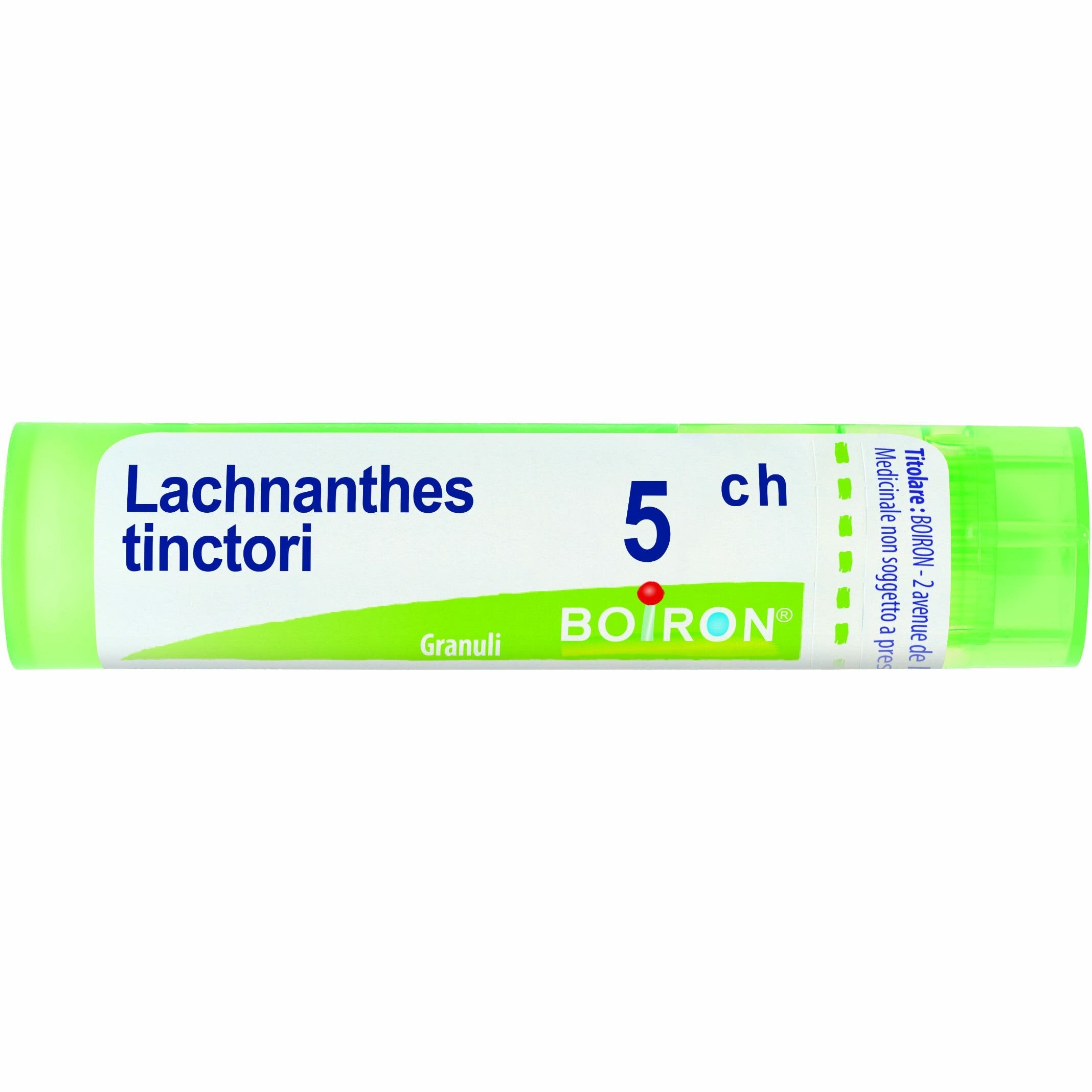 Lachnanthes tinctoria 5ch 80gr