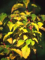 Msa cornus sanguinea 50 ml