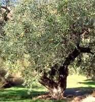 Msa olea europea 50 ml