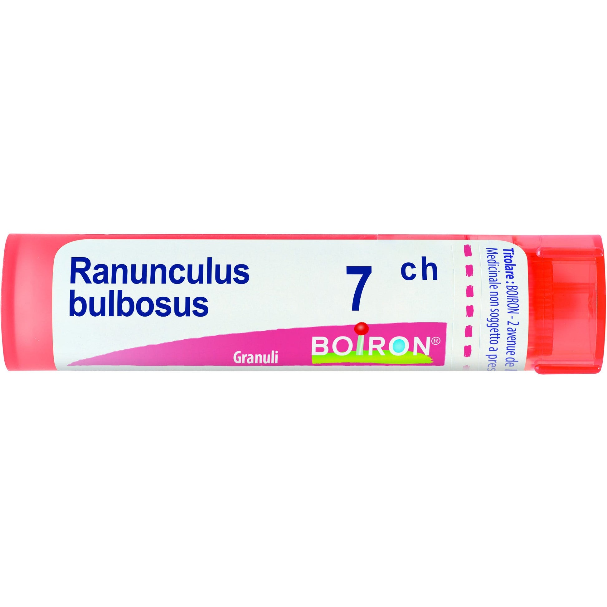 Ranunculus bulbosus 7ch gr