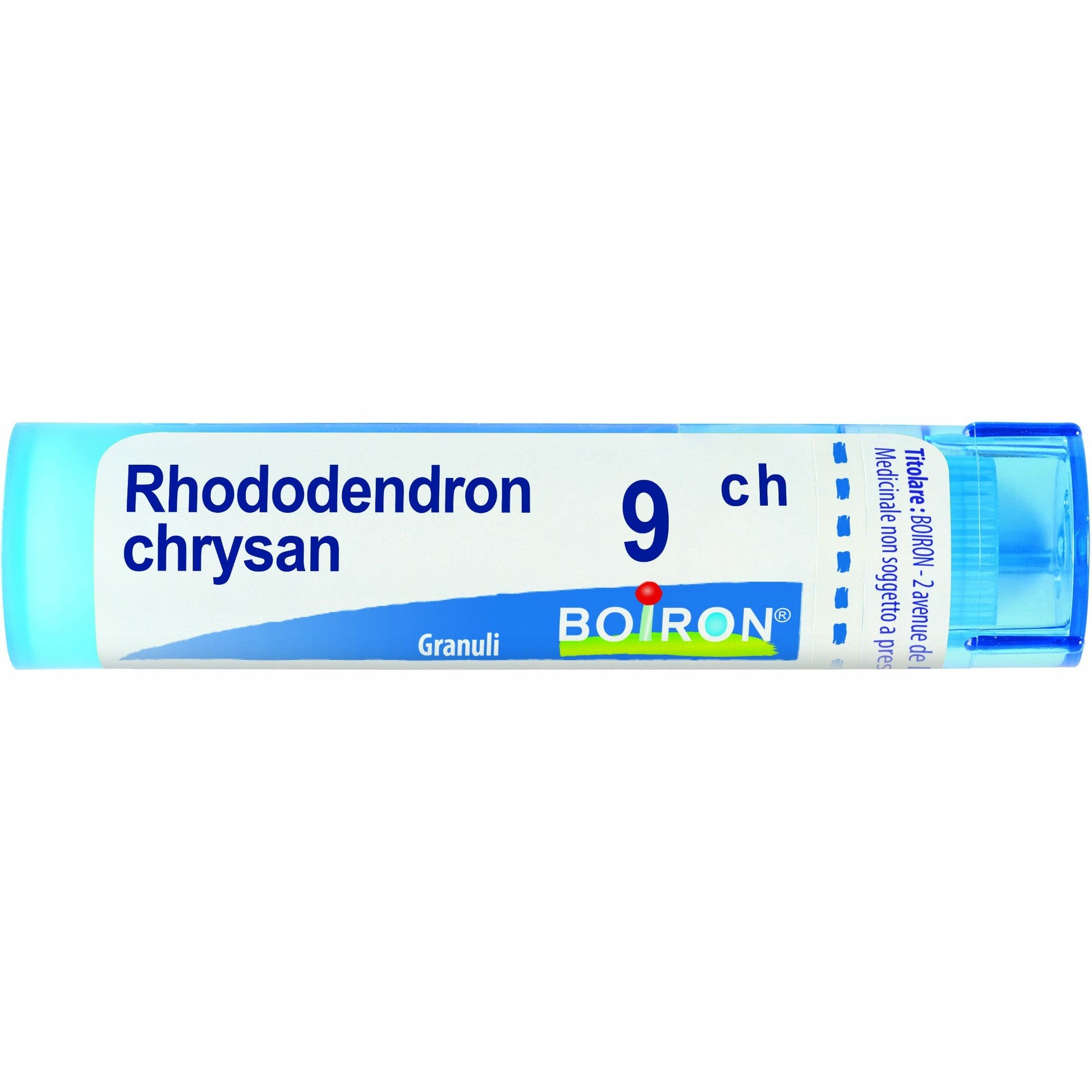 Rhododendron chrysan 9ch gr