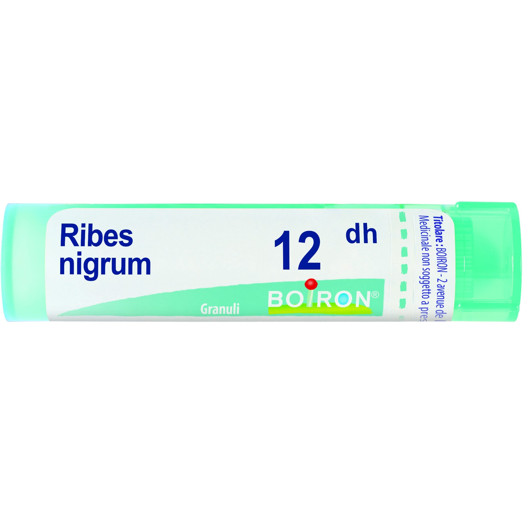Ribes nigrum 12dh gr
