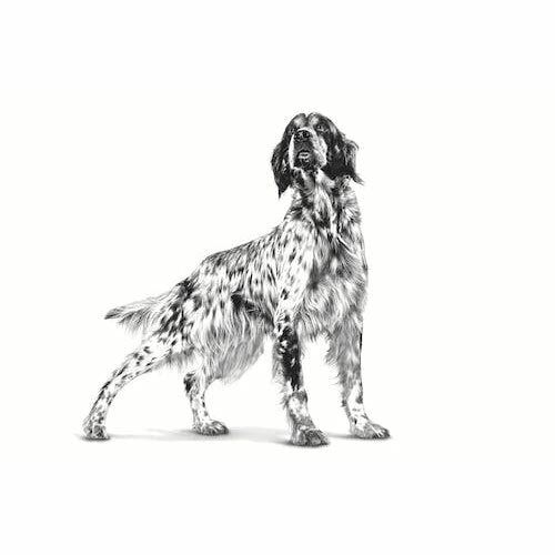 Royal Canin Veterinary Hypoallergenic Alimento Umido 400g