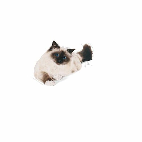 Royal Canine Intense Hairball Mangime Secco Gatti 400g