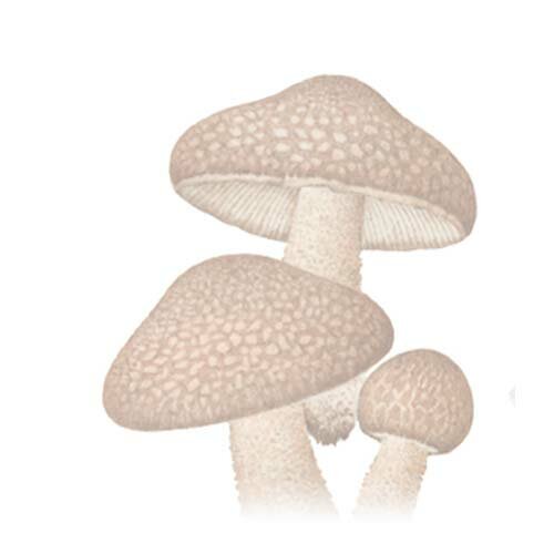 Shiitake Coadiuvante Difese Immunitarie 24 Capsule Vegetali