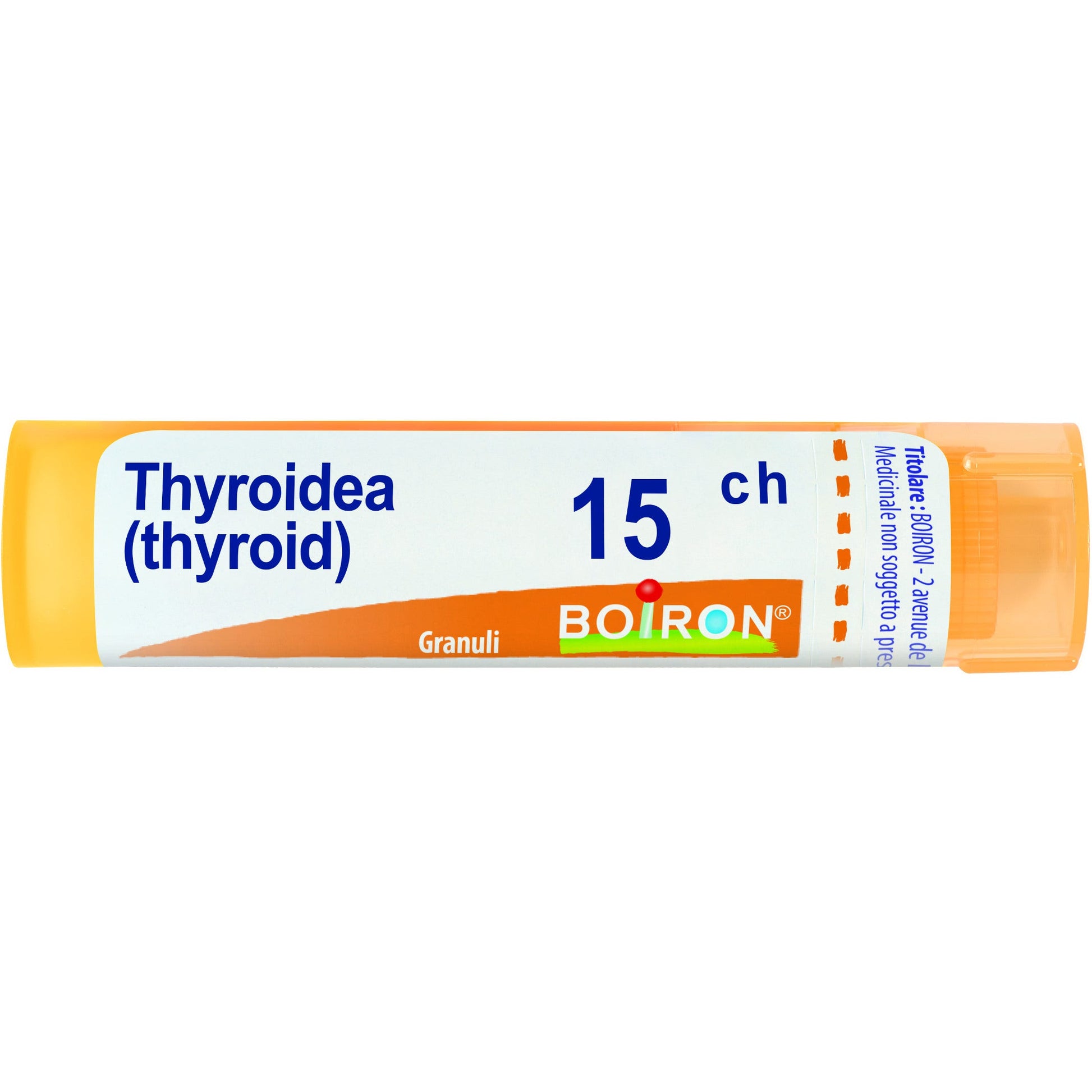 Thyroidea 15ch gr