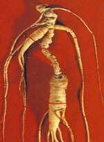 Tintura spagirica alchemica panax ginseng 50 ml