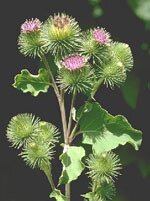 Tsa arctium lappa 50 ml