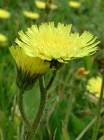 Tsa hieracium pilosella 50 ml