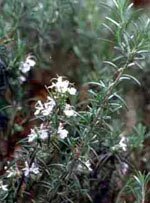 Tsa rosmarinus officinalis 50 ml