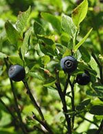 Tsa vaccinium myrtillus 50 ml