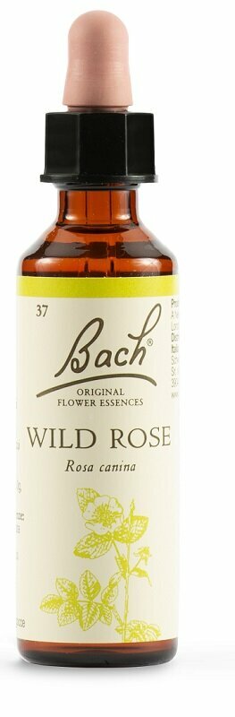 Wild rose bach original 20 ml