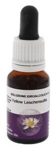 Yellow leschenaultia 15ml aust