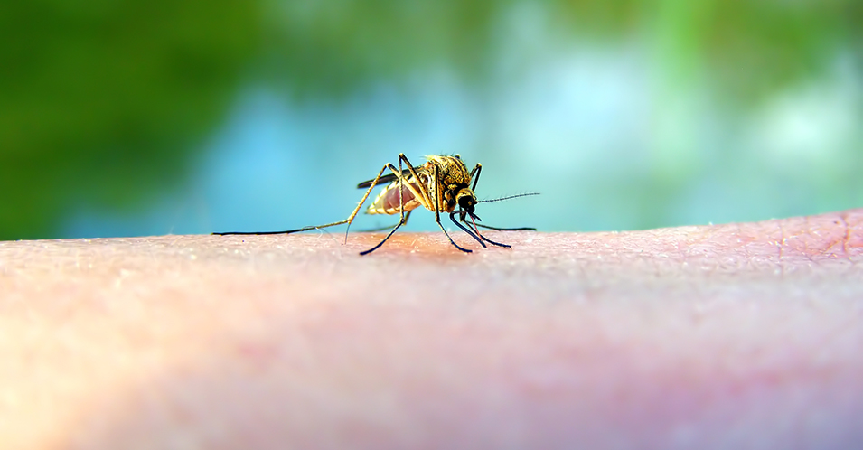 Punture di zanzare: come proteggersi e rimedi naturali dopo puntura